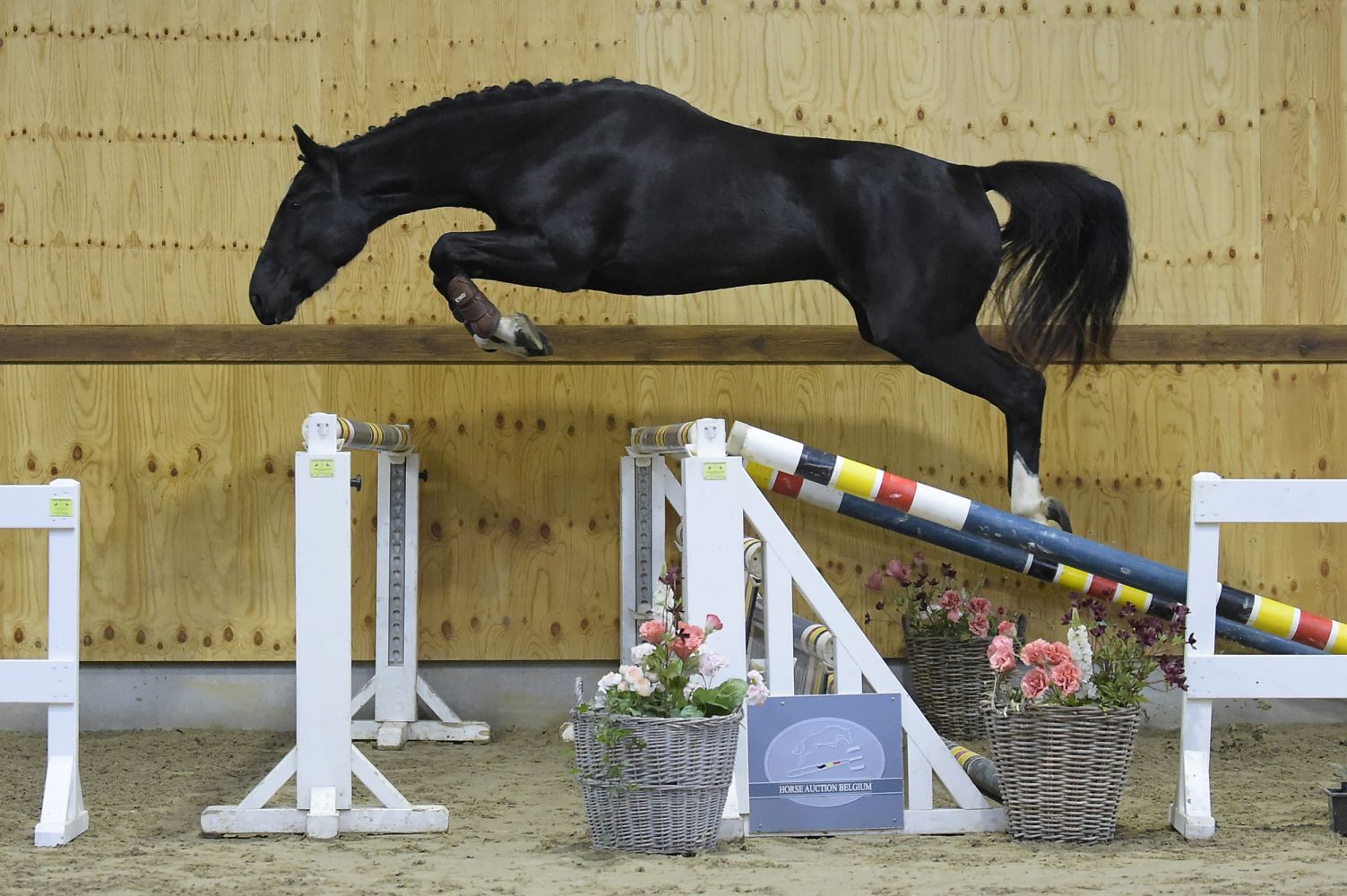 Omara Kis Z Barnbridge Auctions