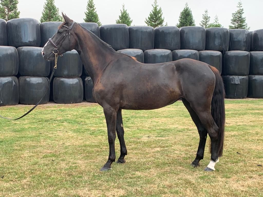 Aliska dark