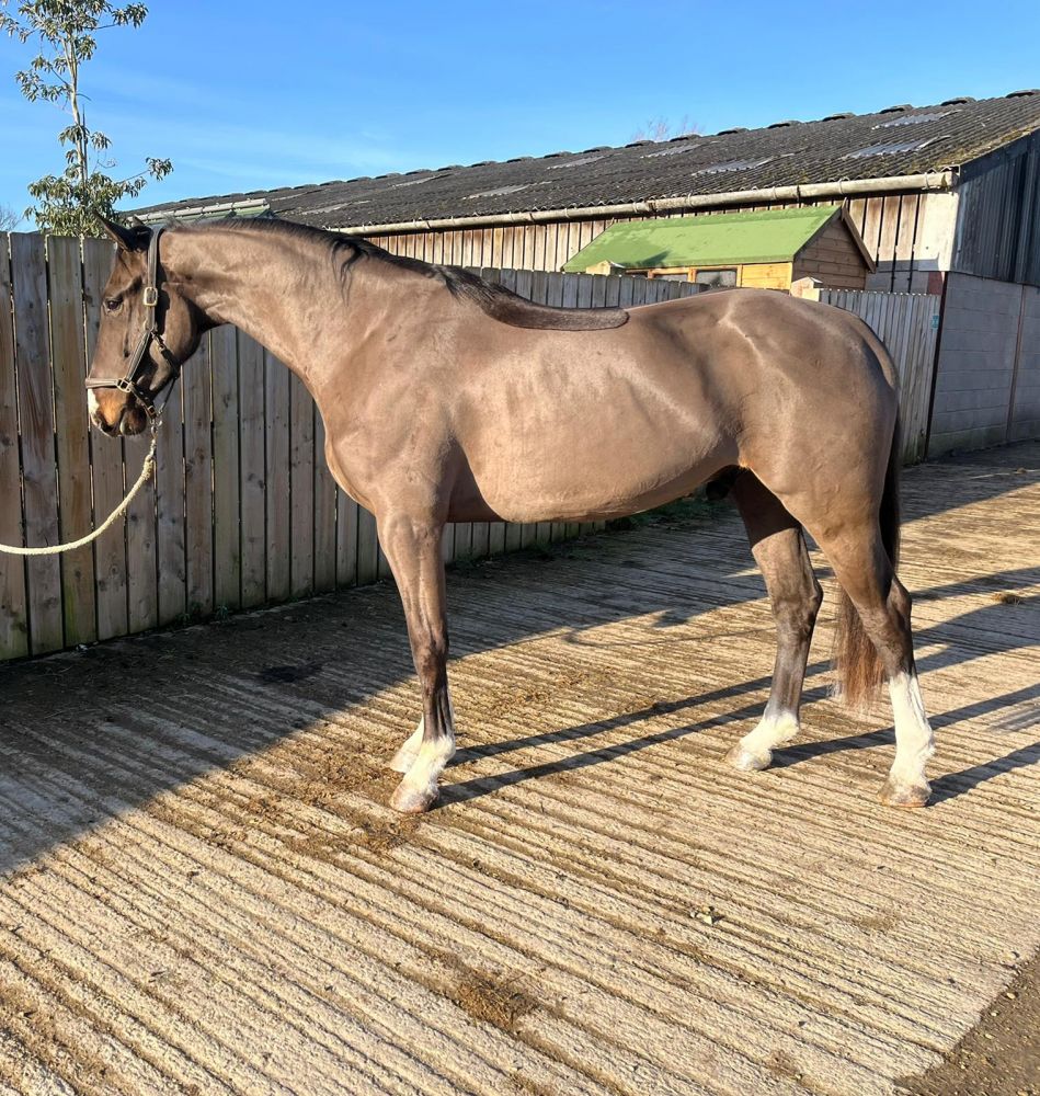 Niko Barnbridge Auctions