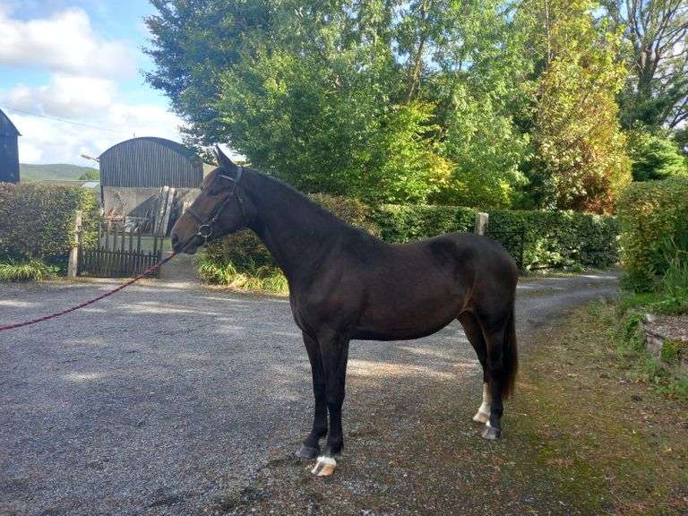 Horse 1 Barnbridge Auctions