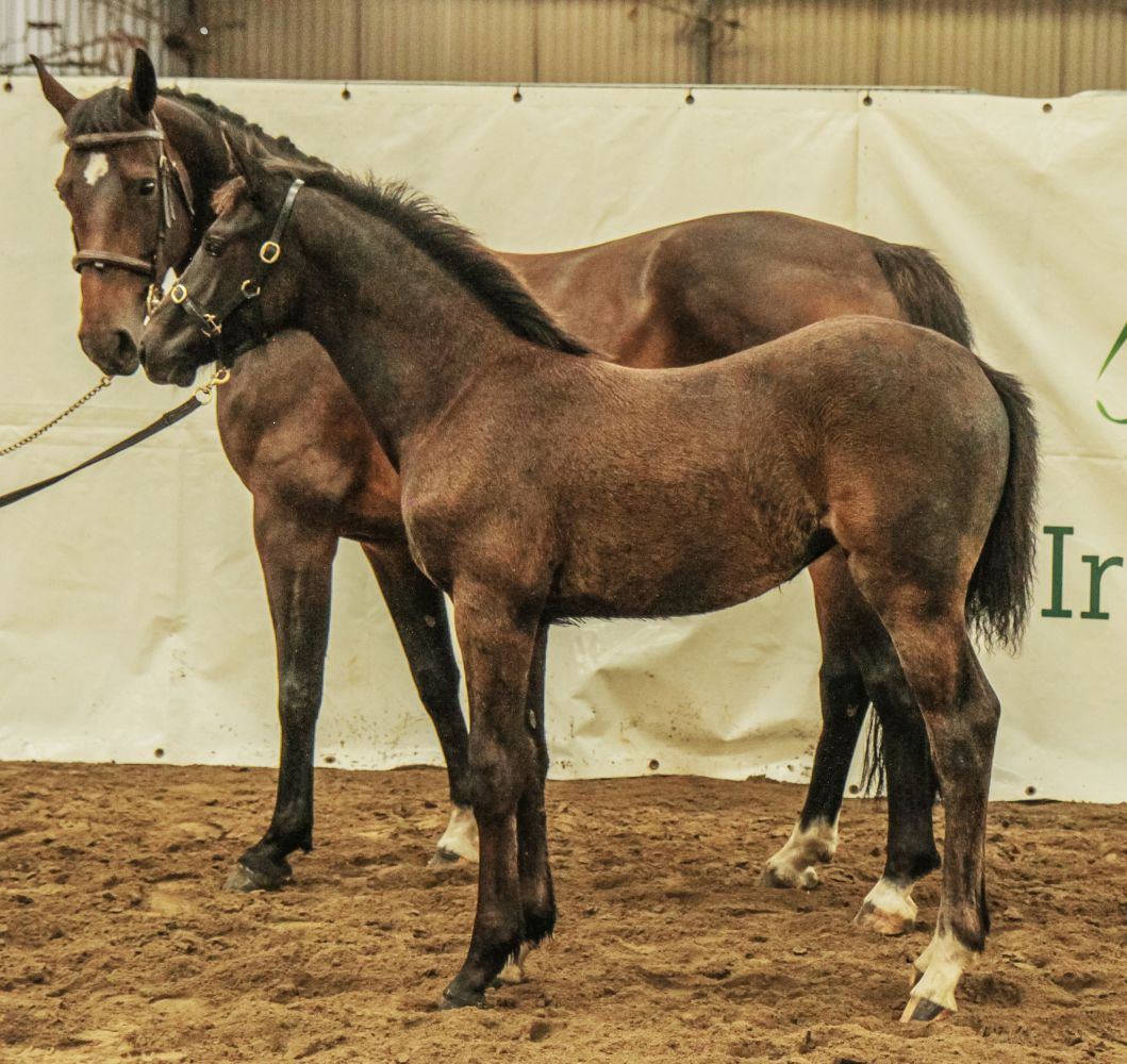 Horse 102 Barnbridge Auctions
