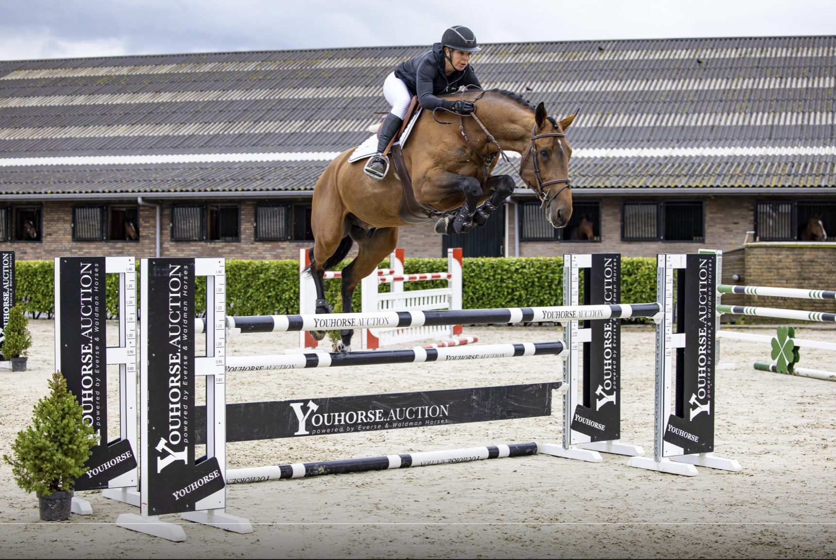 Maetano Barnbridge Auctions