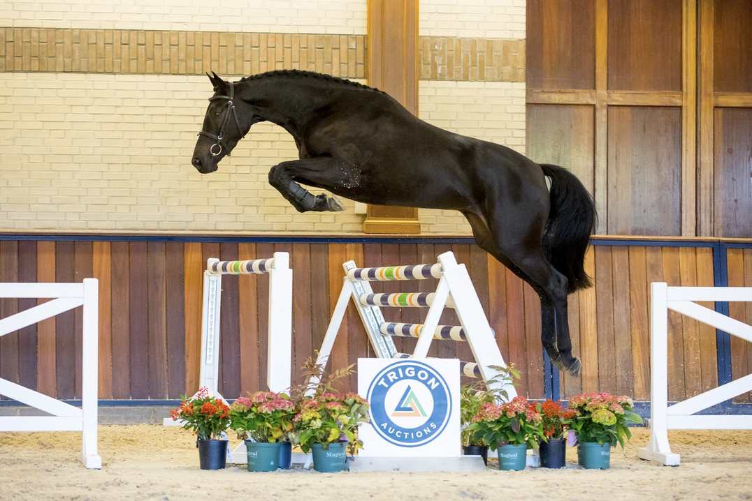 Olady DN - Barnbridge Auctions