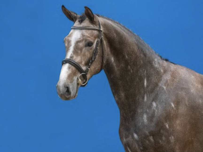 Ci Ci Conditus Barnbridge Auctions