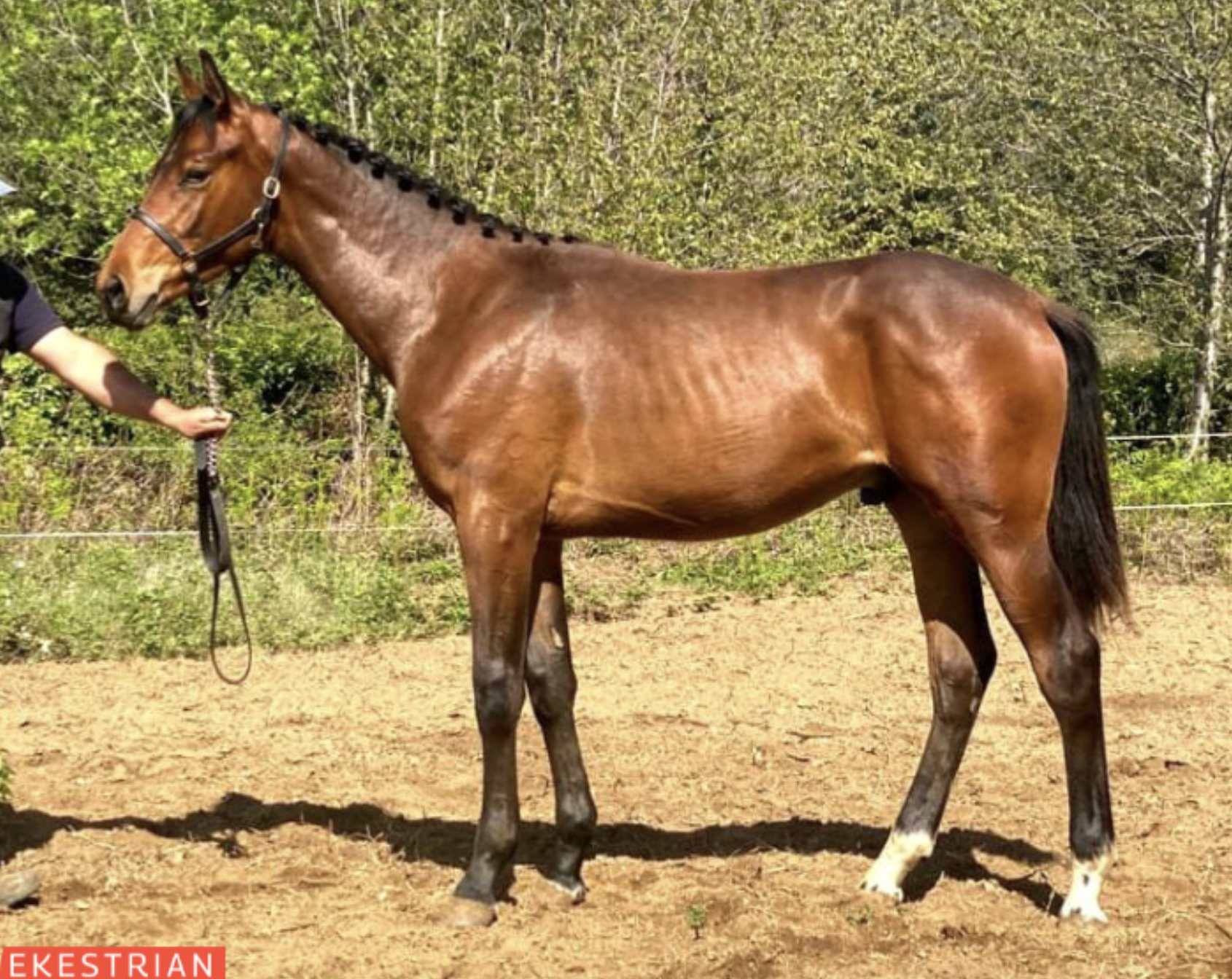 Yearling 3 Barnbridge Auctions