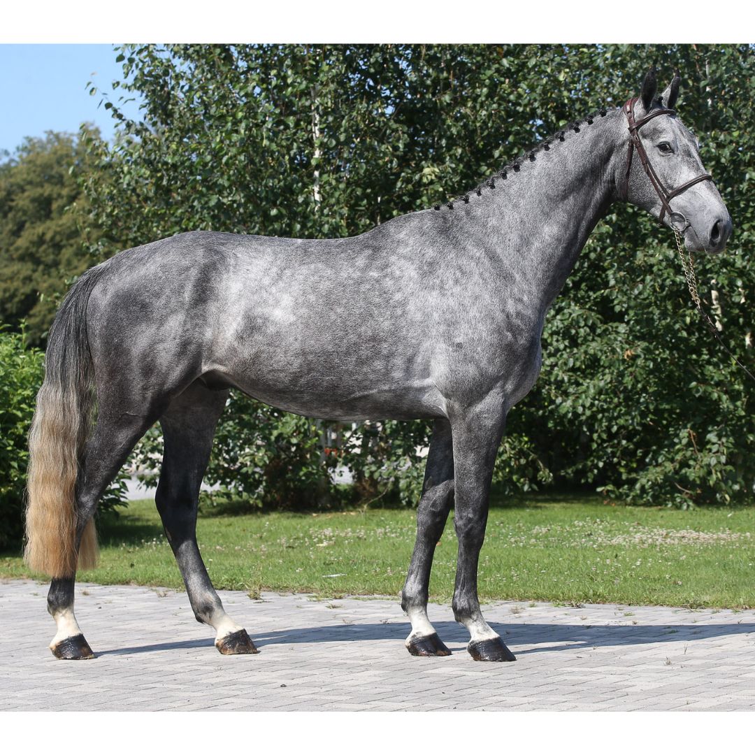 Corlando Z - Barnbridge Auctions