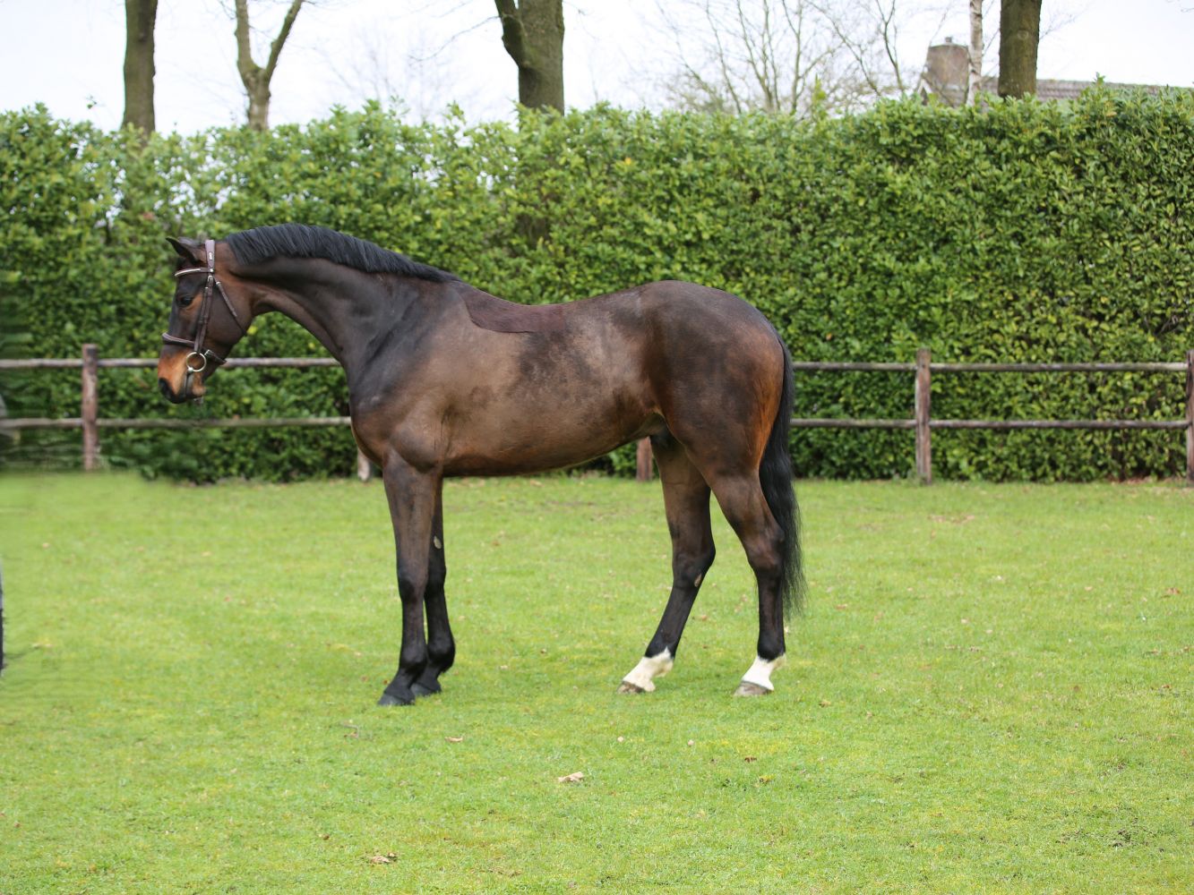 Le Formidable Z - Barnbridge Auctions